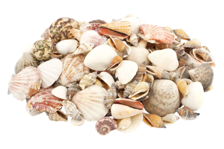 assortiment coquillages pas cher 1 kg - Galets et coquillages – 10doigts.fr