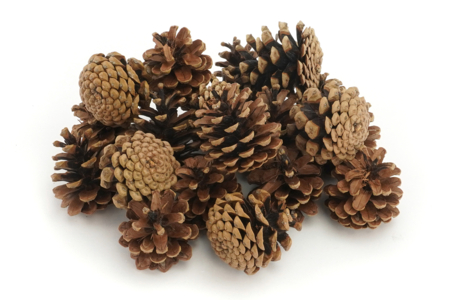 pommes de pin 5 à 8 cm - Déco Noël Nature – 10doigts.fr