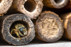 hotel insectes bois abeilles jardin - Nichoirs en bois - 10doigts.fr - 2