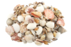 assortiment coquillages 1 kg - Galets et coquillages – 10doigts.fr