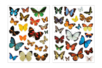 Gommettes Papillons Realistes - Gommettes Animaux – 10doigts.fr