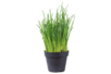 Kit du petit Jardinier : Ciboulette - Jardinage enfants – 10doigts.fr