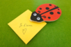 Kit Pense-Bête Coccinelle - Blocs notes – 10doigts.fr