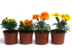 oeillet jaune - Jardinage enfants – 10doigts.fr