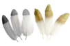 Plumes blanche à bout argenté ou doré - Plumes décoratives – 10doigts.fr