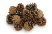 pommes de pin 5 à 8 cm - Déco Noël Nature – 10doigts.fr