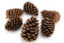 Grandes pommes de pin - 6 pièces - Décors nature - 10doigts.fr