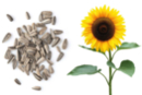 Sachet de graines de tournesols nains - Jardinage enfants - 10doigts.fr