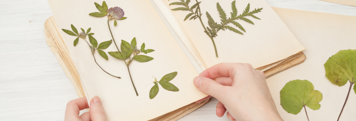 herbier
