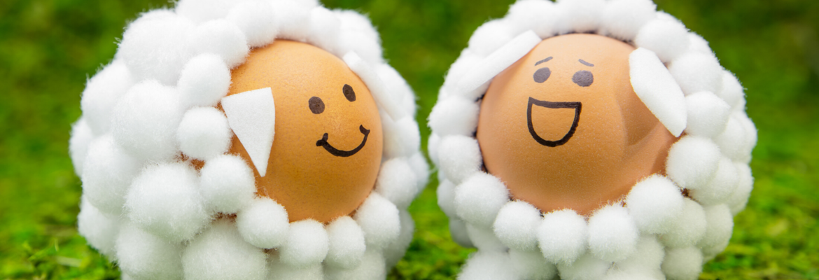 oeufs moutons