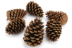 grande pomme de pin - Décors nature – 10doigts.fr