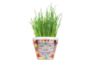 Kit Jardinier : pots de ciboulette - 4 pièces - Jardinage enfants - 10doigts.fr