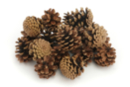 Pommes de pin - 20 pièces - Déco Noël Nature - 10doigts.fr